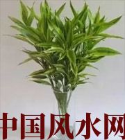 衡阳十二生肖养什么植物最旺财运？你知道吗！